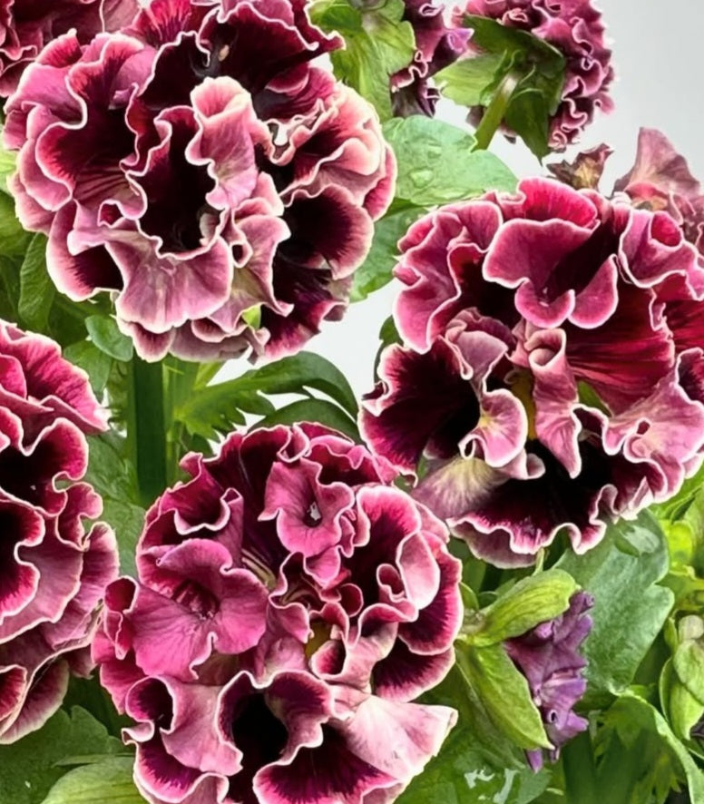 Pansy Japan Series Käthe 60 Seeds