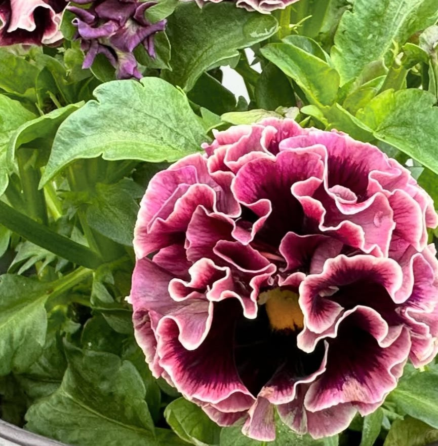 Pansy Japan Series Käthe 60 Seeds