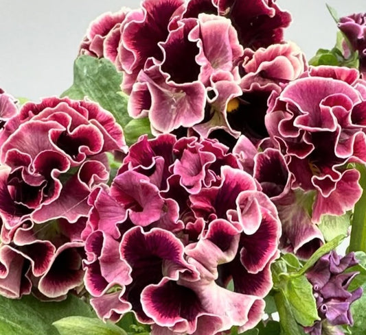 Pansy Japan Series Käthe 60 Seeds