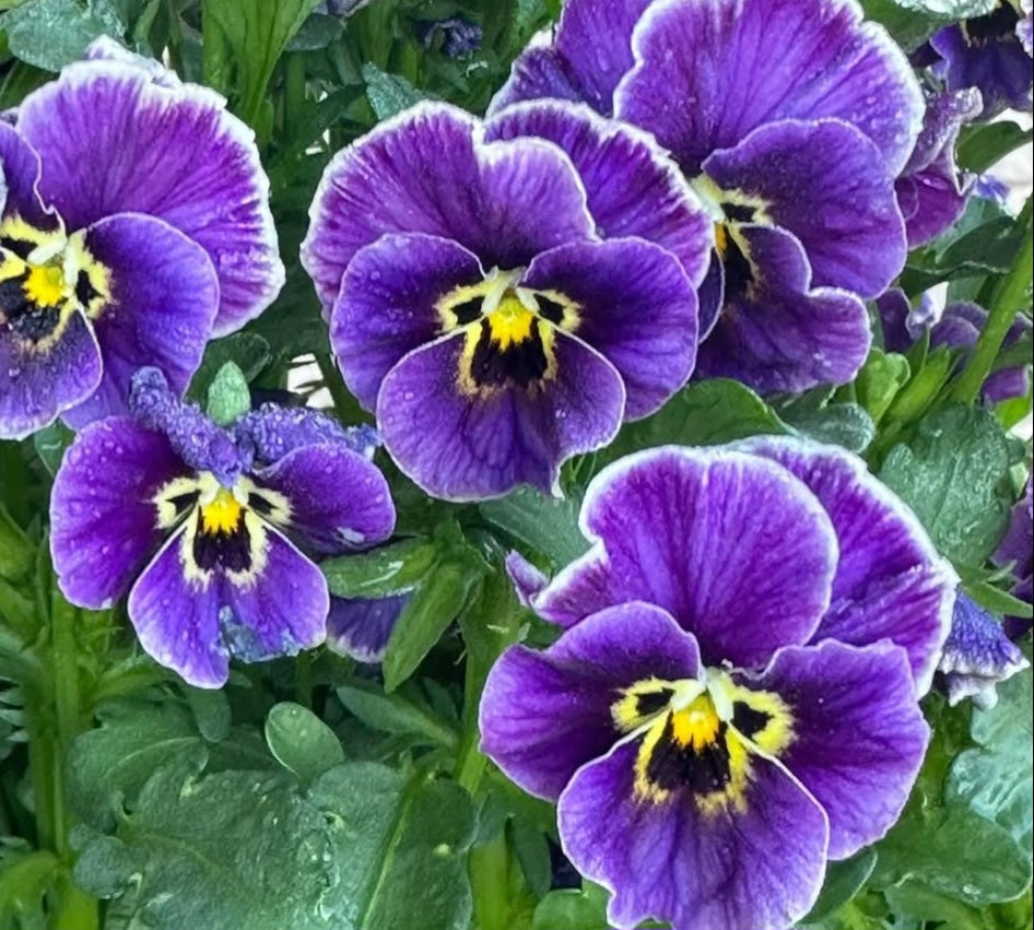 Pansy Japan Series Aoife 60 Seeds