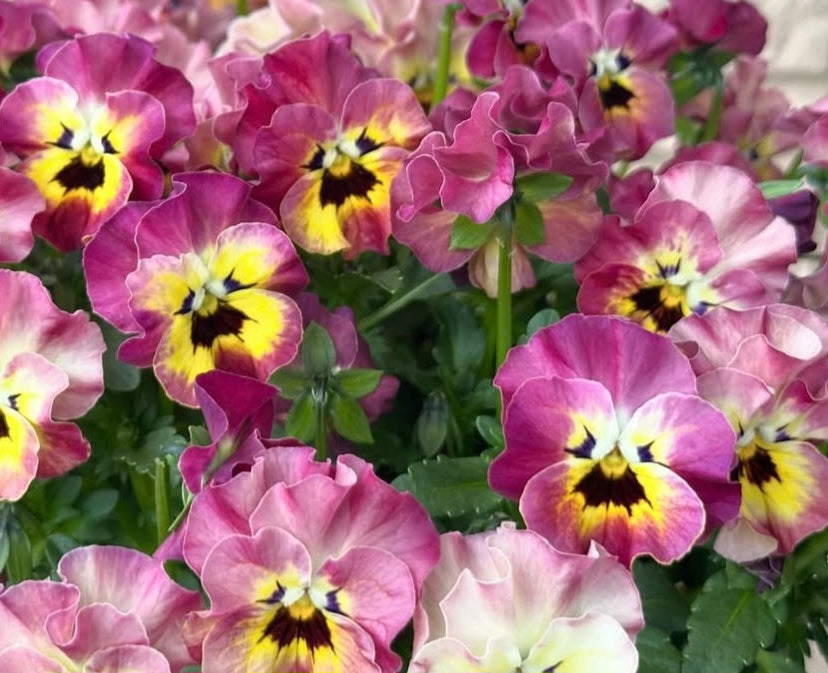 Pansy Japan Series Christa 60 Seeds