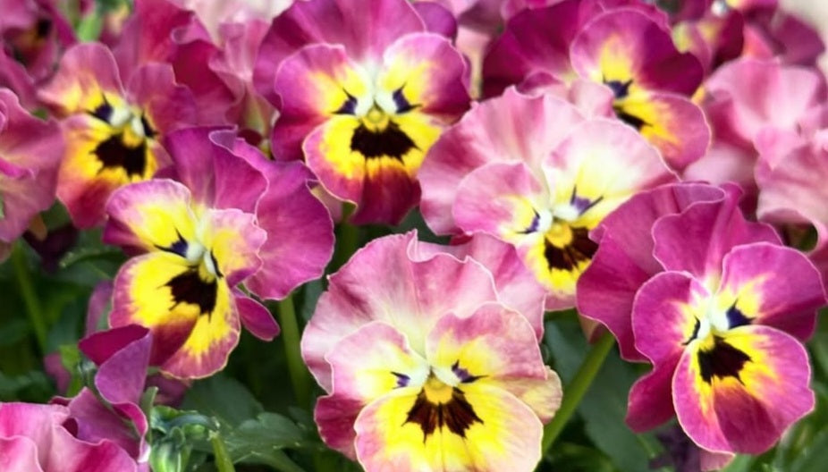 Pansy Japan Series Christa 60 Seeds
