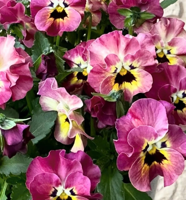 Pansy Japan Series Christa 60 Seeds