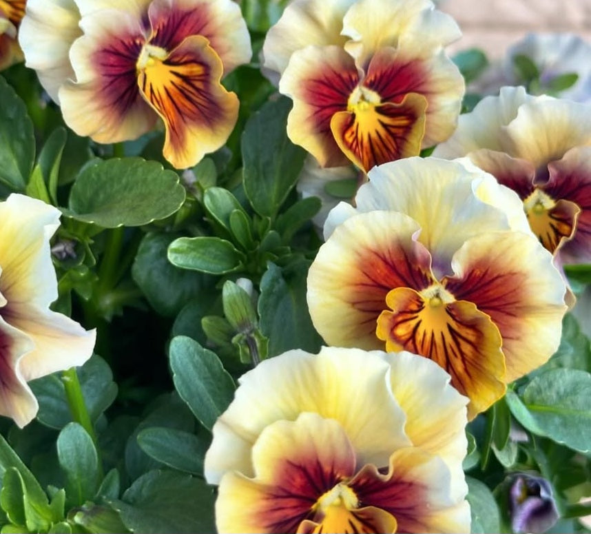 Pansy Japan Series Christel 60 Seeds