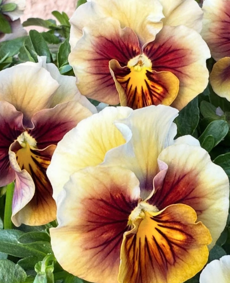 Pansy Japan Series Christel 60 Seeds