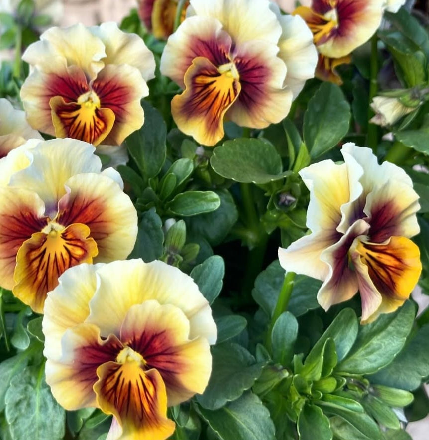 Pansy Japan Series Christel 60 Seeds