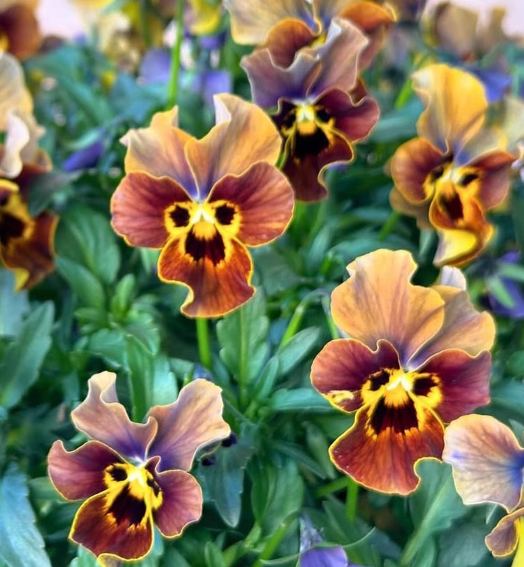 Pansy Japan Series Camilla 60 Seeds