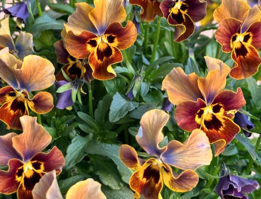 Pansy Japan Series Camilla 60 Seeds
