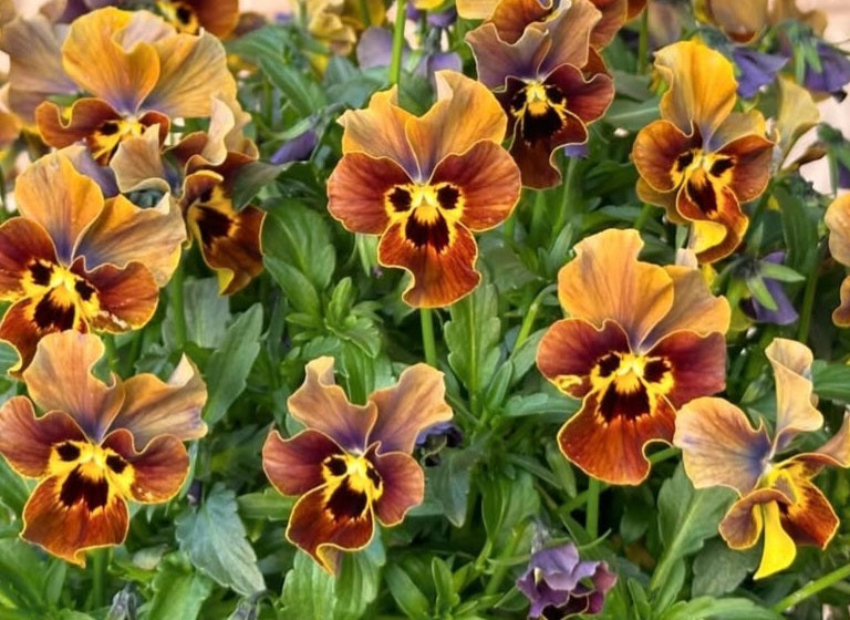 Pansy Japan Series Camilla 60 Seeds