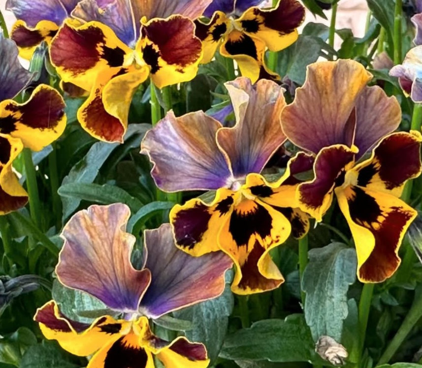 Pansy Japan Series Ariane 60 Seeds