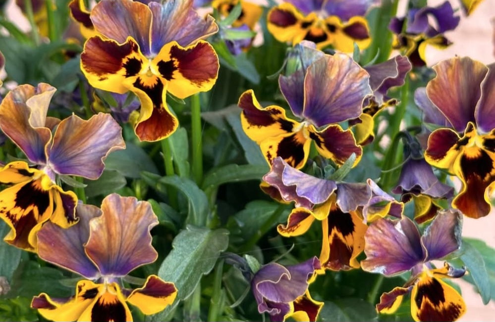 Pansy Japan Series Ariane 60 Seeds