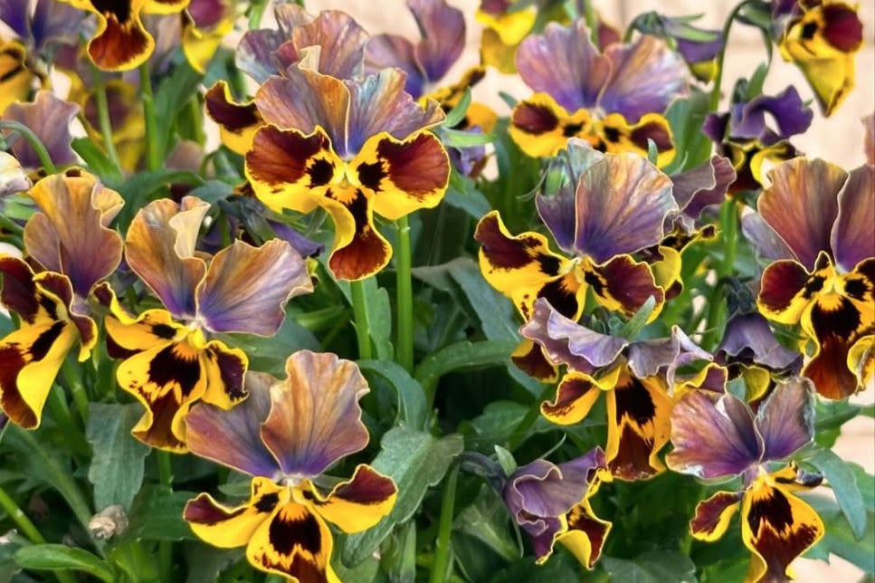 Pansy Japan Series Ariane 60 Seeds