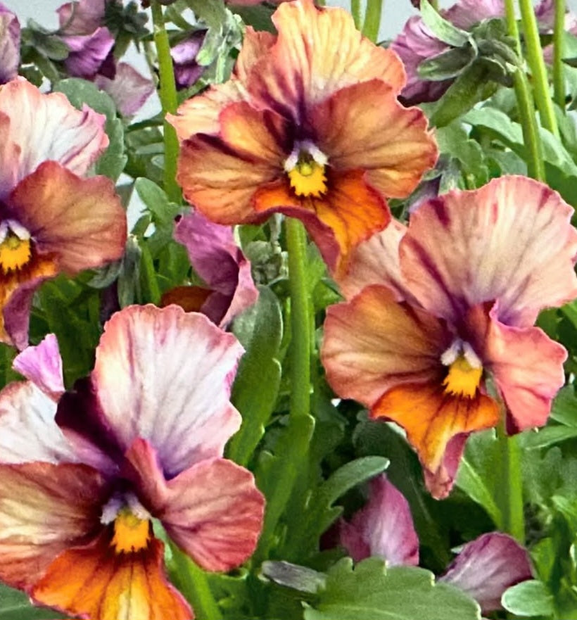 Pansy Japan Series Elfriede 60 Seeds