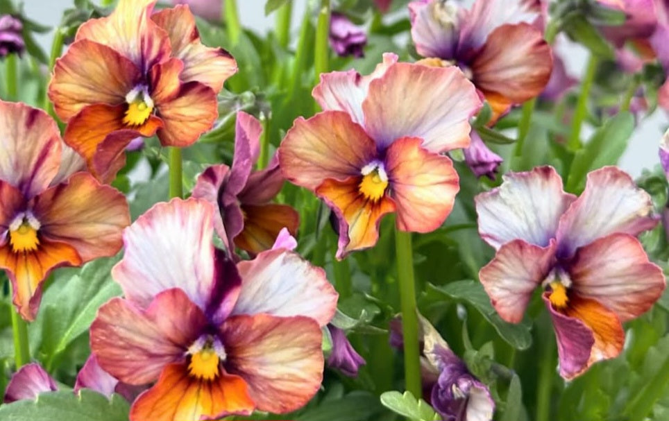 Pansy Japan Series Elfriede 60 Seeds