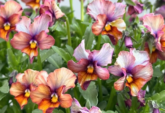 Pansy Japan Series Elfriede 60 Seeds
