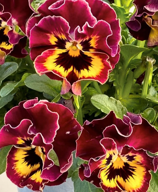 Pansy Japan Series Raphaela 60 Seeds