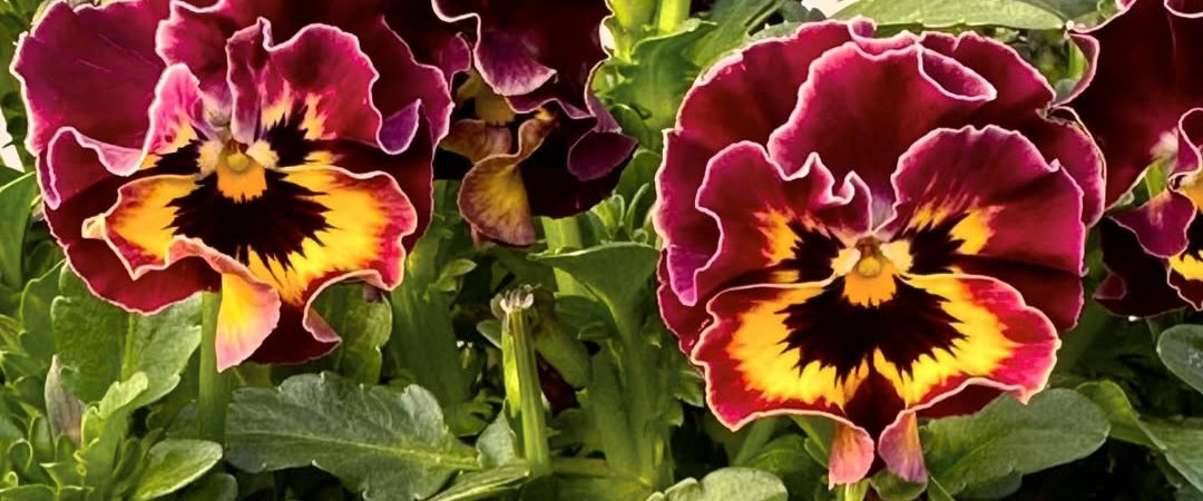 Pansy Japan Series Raphaela 60 Seeds