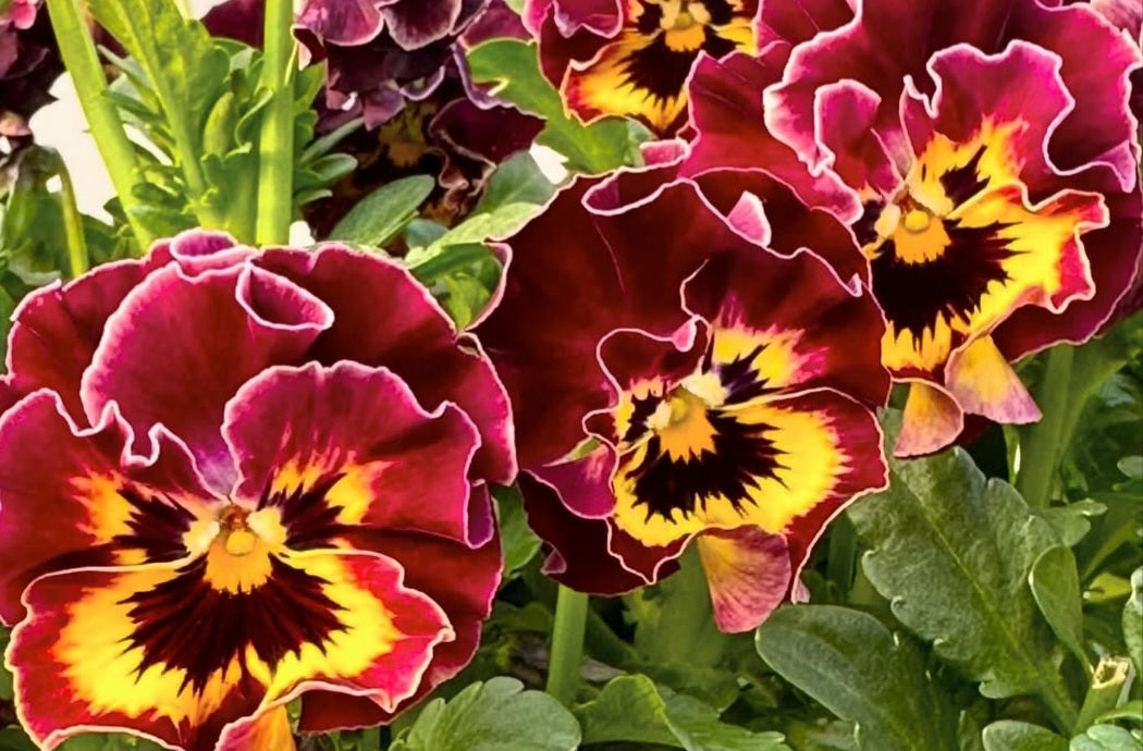 Pansy Japan Series Raphaela 60 Seeds