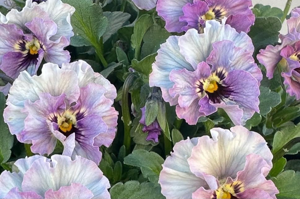 Pansy Japan Series Constanze 60 Seeds