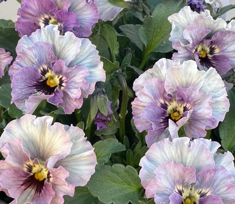 Pansy Japan Series Constanze 60 Seeds