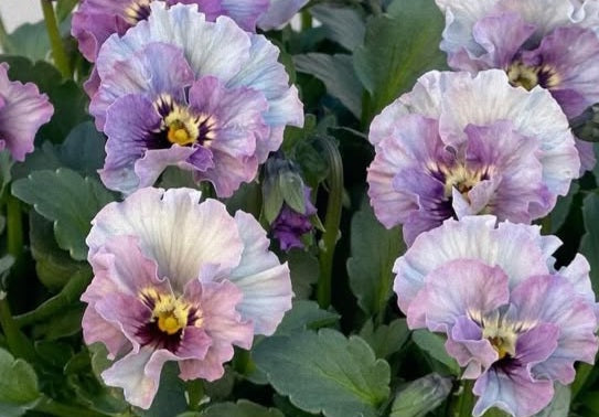 Pansy Japan Series Constanze 60 Seeds