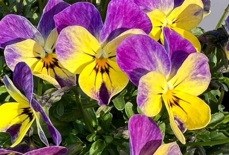 Pansy Japan Series Edelgard 60 Seeds