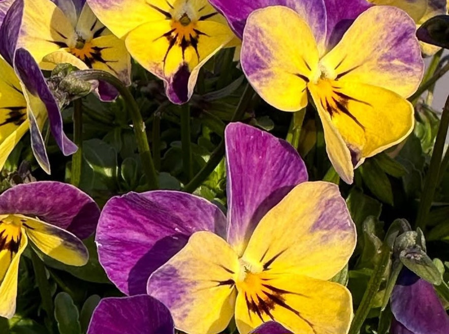 Pansy Japan Series Edelgard 60 Seeds