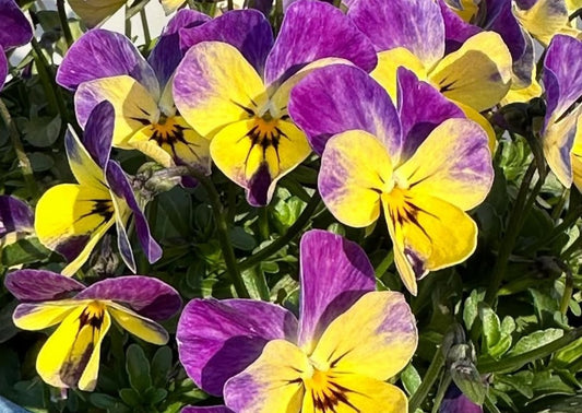 Pansy Japan Series Edelgard 60 Seeds