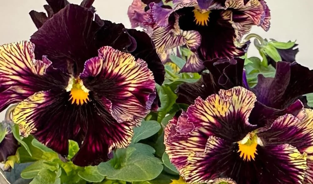 Pansy Japan Series Bärbel 60 Seeds