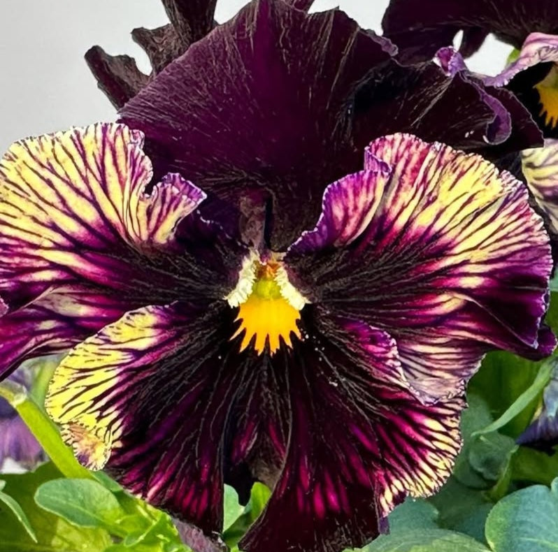 Pansy Japan Series Bärbel 60 Seeds