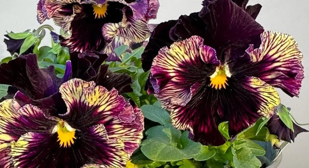 Pansy Japan Series Bärbel 60 Seeds