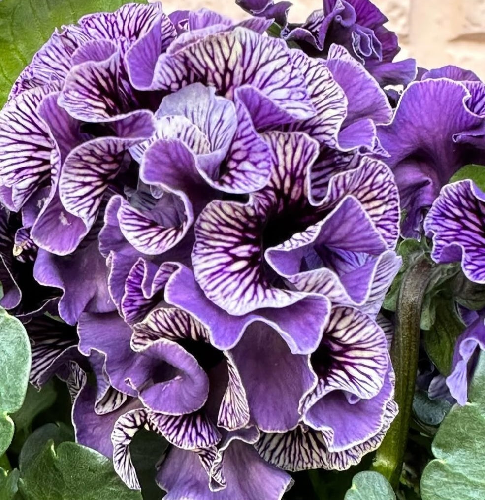 Pansy Japan Series Aloisia 60 Seeds