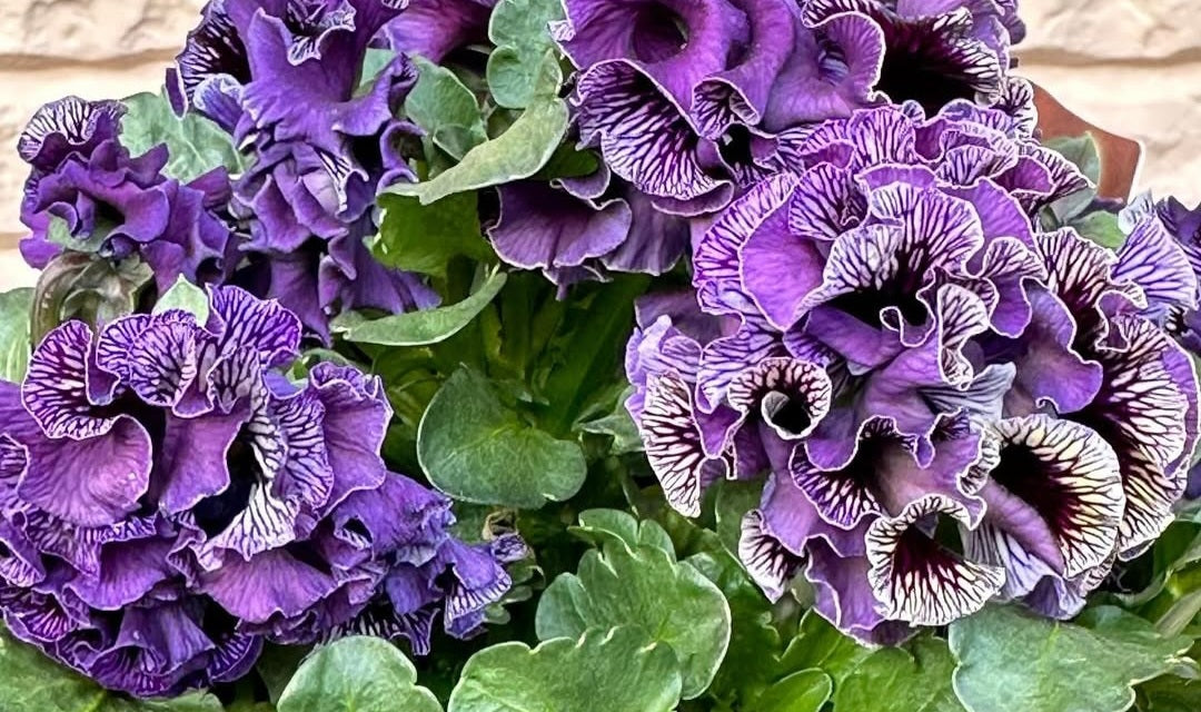 Pansy Japan Series Aloisia 60 Seeds