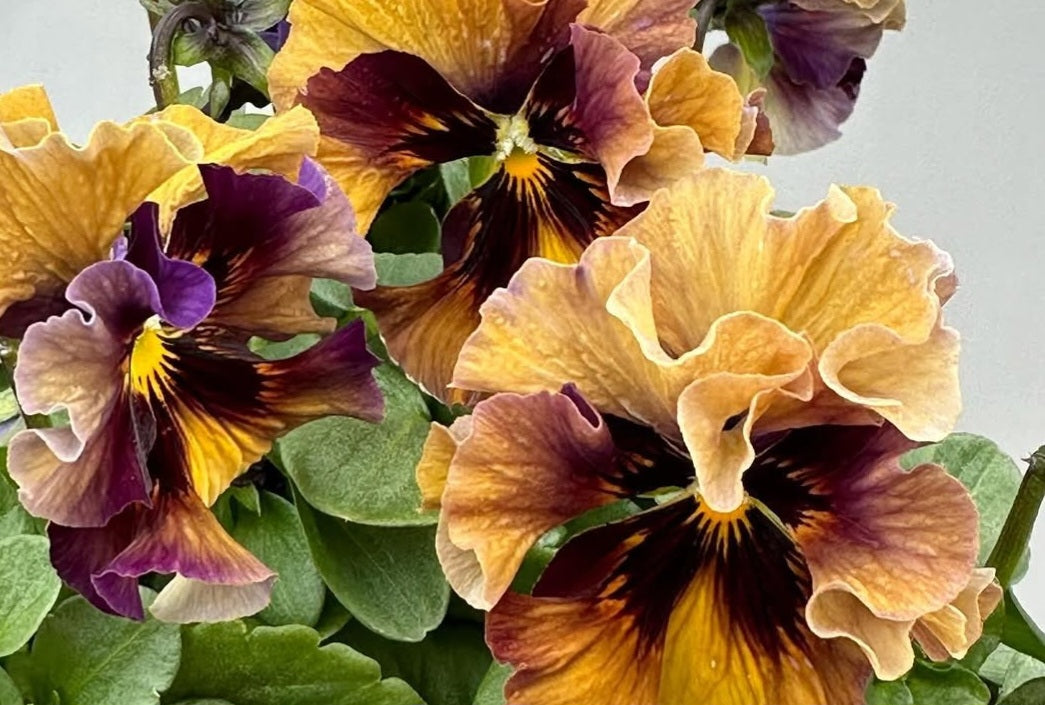 Pansy Japan Series Hertha 60 Seeds
