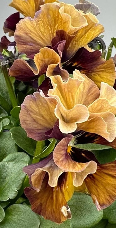 Pansy Japan Series Hertha 60 Seeds