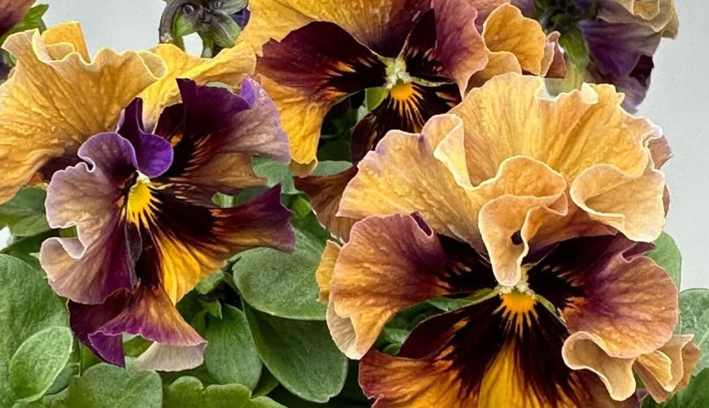 Pansy Japan Series Hertha 60 Seeds