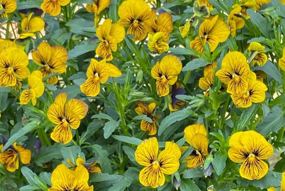 Pansy Japan Series Augusta 60 Seeds