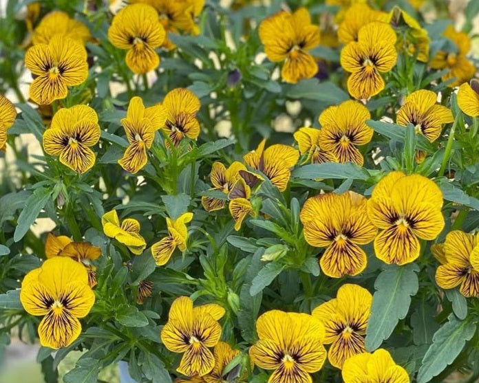 Pansy Japan Series Augusta 60 Seeds