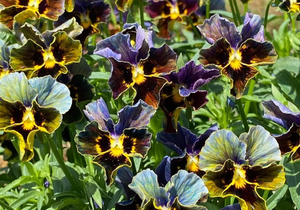 Pansy Japan Series Babette 60 Seeds