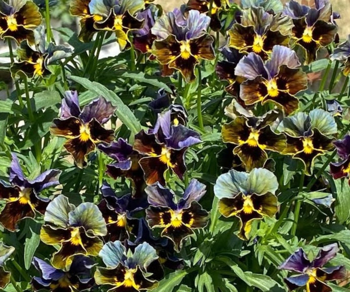 Pansy Japan Series Babette 60 Seeds