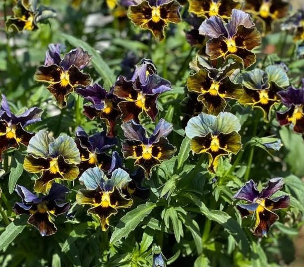 Pansy Japan Series Babette 60 Seeds