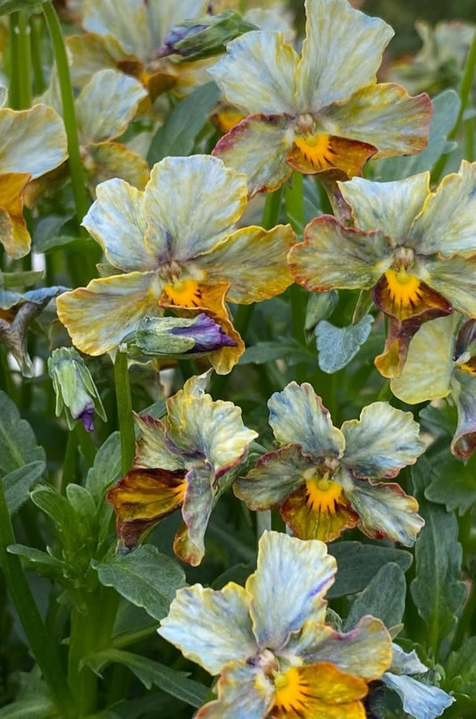 Pansy Japan Series Gretel 60 Seeds