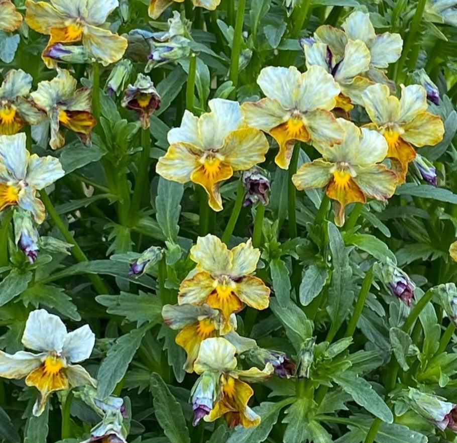 Pansy Japan Series Gretel 60 Seeds