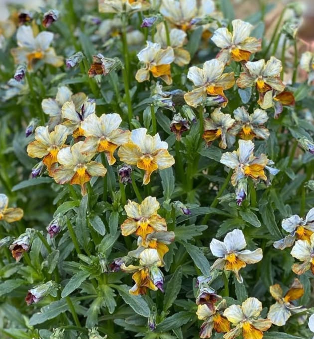 Pansy Japan Series Gretel 60 Seeds