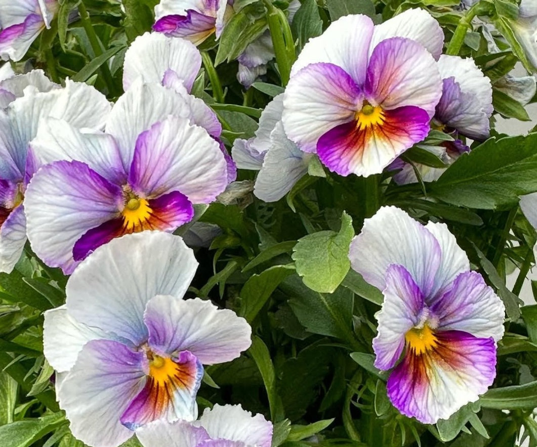 Pansy Japan Series Eike 60 Seeds