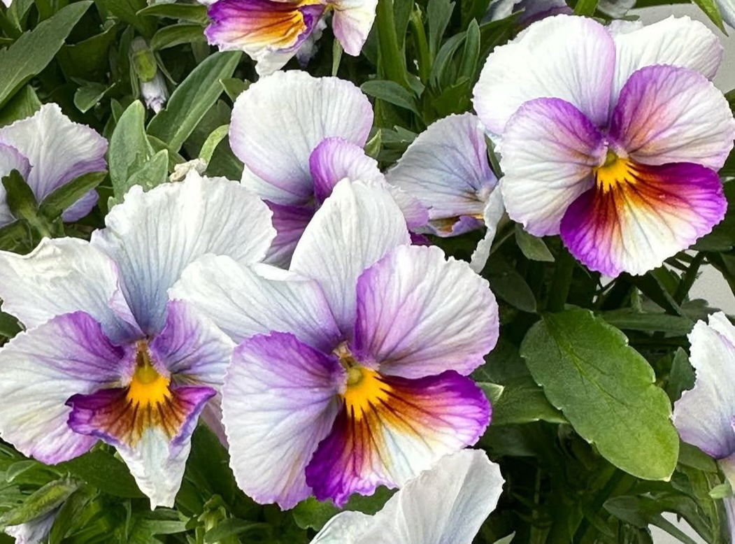 Pansy Japan Series Eike 60 Seeds