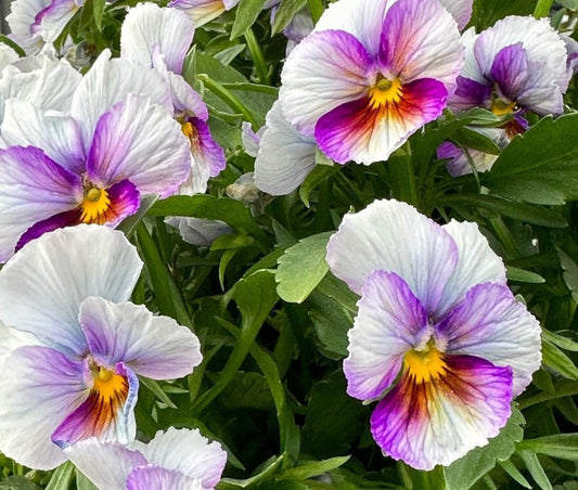 Pansy Japan Series Eike 60 Seeds