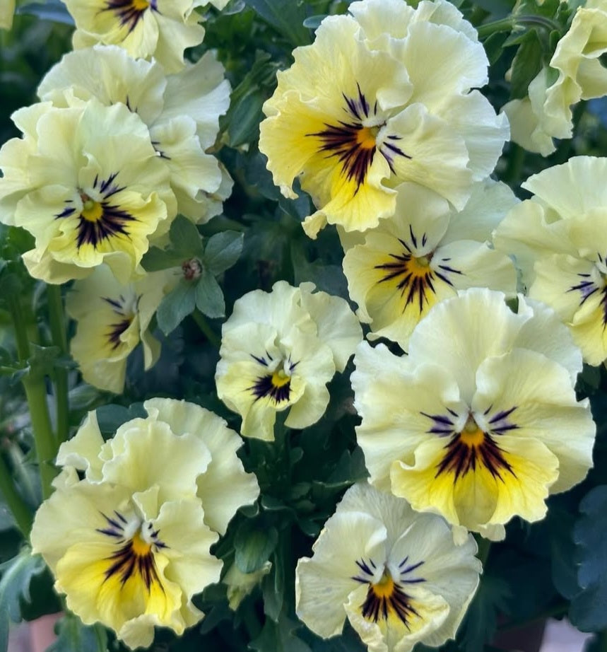 Pansy Japan Series Beatrix 60 Seeds