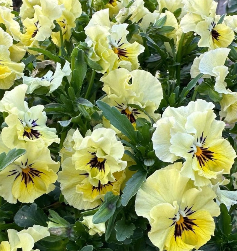 Pansy Japan Series Beatrix 60 Seeds