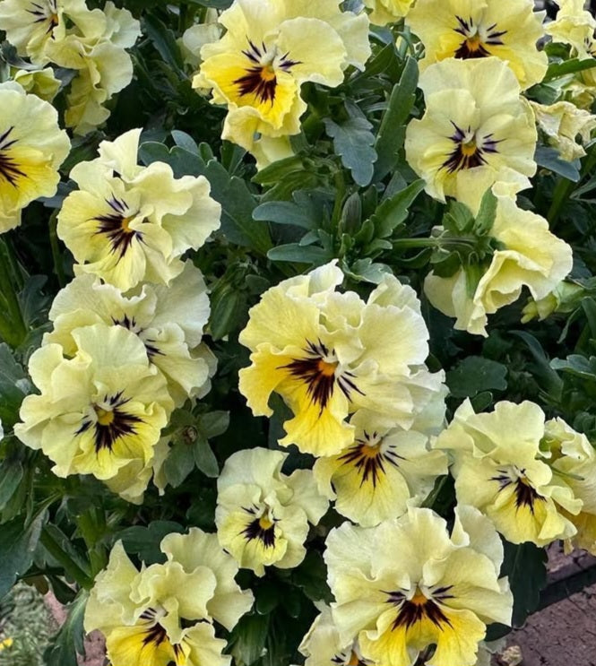Pansy Japan Series Beatrix 60 Seeds